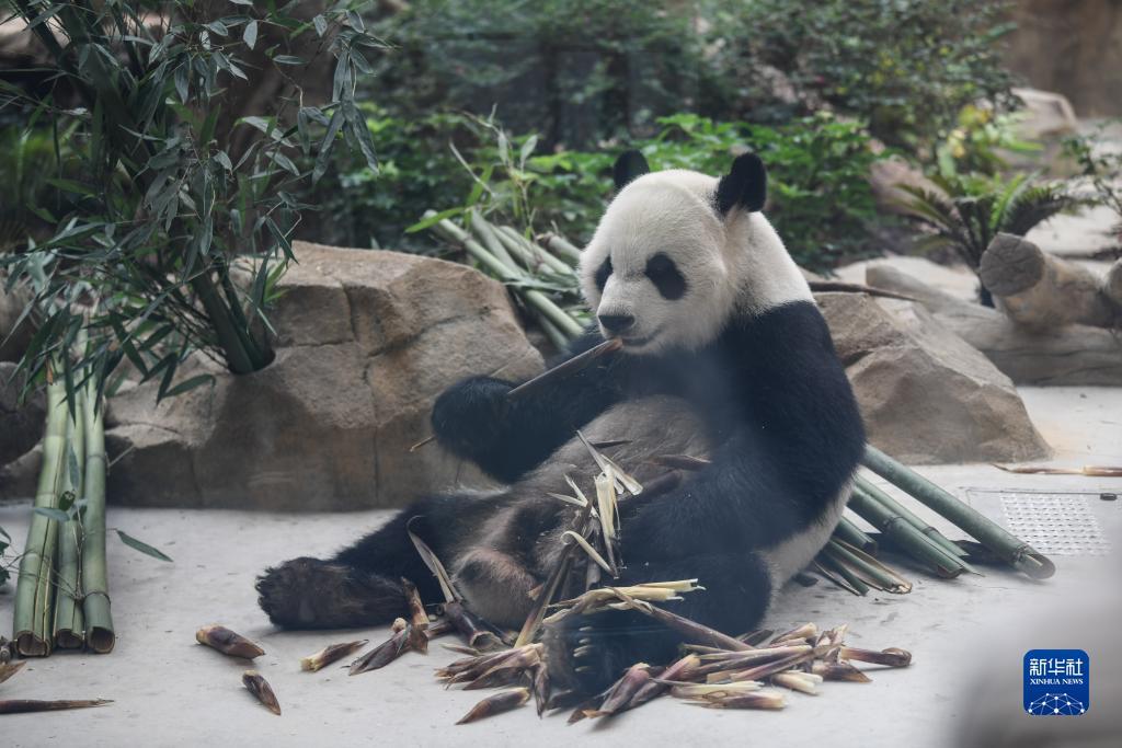 捕鱼达人2电脑单机